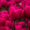 saraah_22385